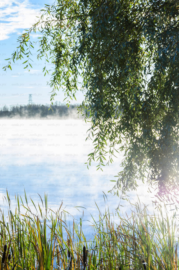 Willow branches over lake with morning mist