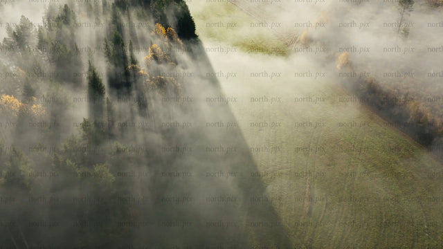 Aerial misty autumn forest: Drone view of fog, trees, and meadow
