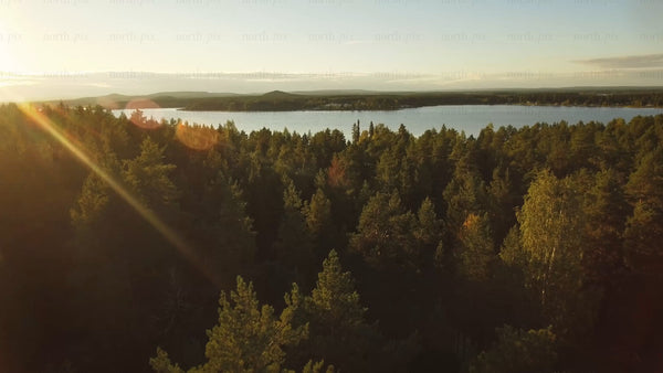 Golden sunset over pine forest and water in Piteå archipelago, Fårön island