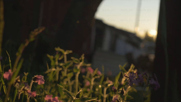 Golden hour lens flare over flowers in Luleå archipelago