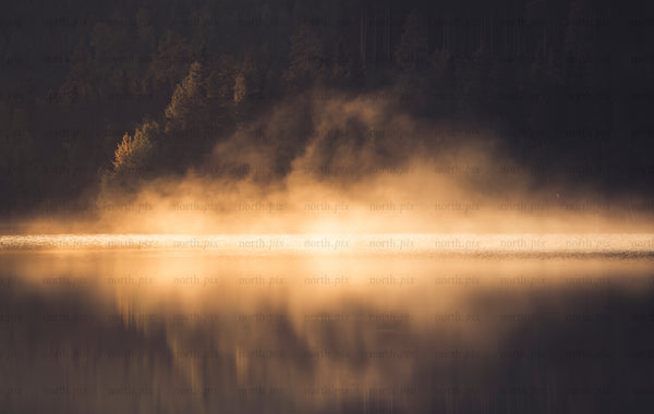 Mist rising over lake at sunrise, forest shore