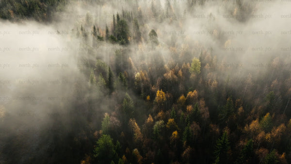 Misty autumn forest aerial view