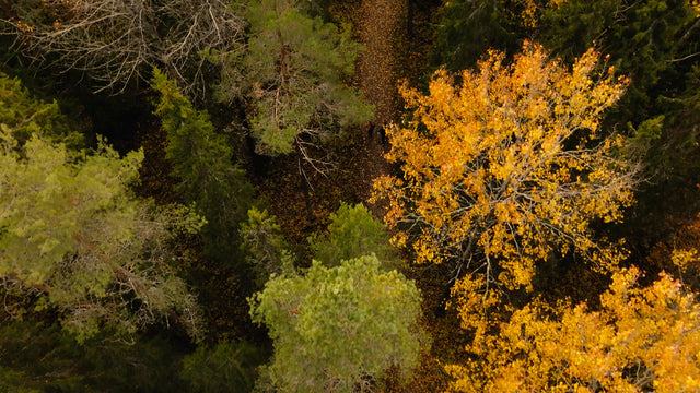 Autumn forest walk in Luleå: Drone view of couple on trail