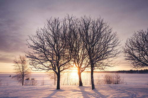 Three leafless trees on frozen lake at sunrise