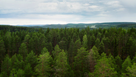 Aerial View of Ubbyn Forest and River Landscape in Sweden