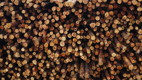 Close Up of Stacked Cut Tree Logs in Forestry Industry Setting