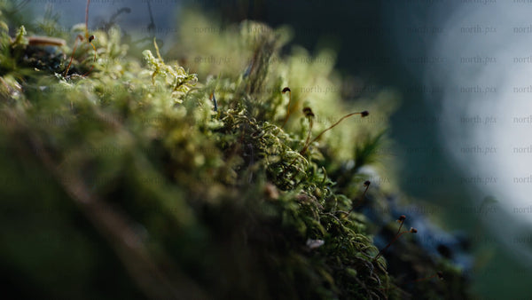 Macro shot of moss on tree