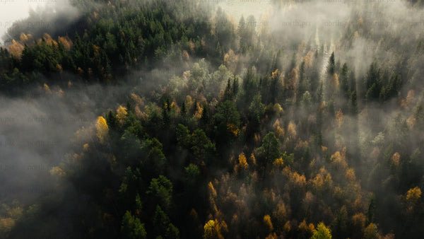 Aerial view of misty autumn forest