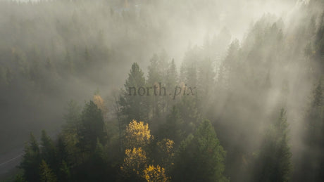 Misty Autumn Forest Road With Truck Aerial View