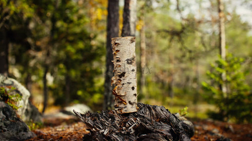Yxa placerad på björkstubbe i höstskog i Luleå, Sverige