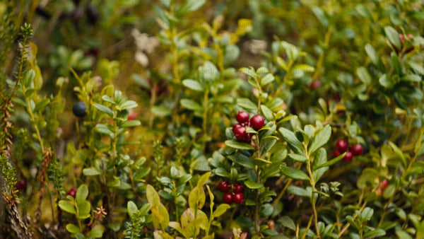 Hands picking lingonberries in the Luleå archipelago – handheld