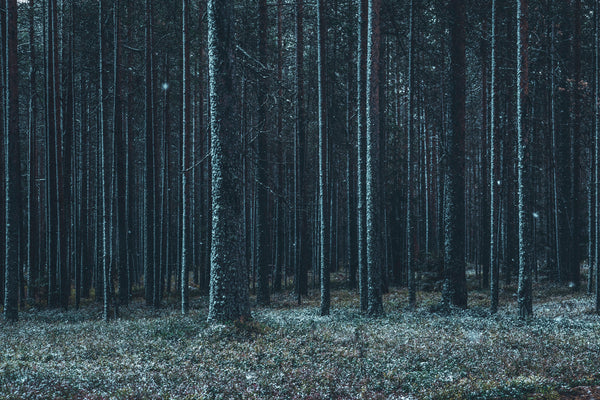 Snow-dusted pine forest with tall straight trees