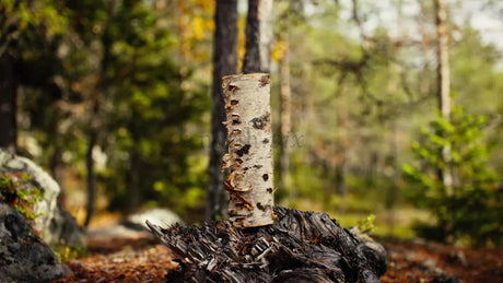 Axe Placed on Birch Stump in Autumnal Forest in Luleå, Sweden