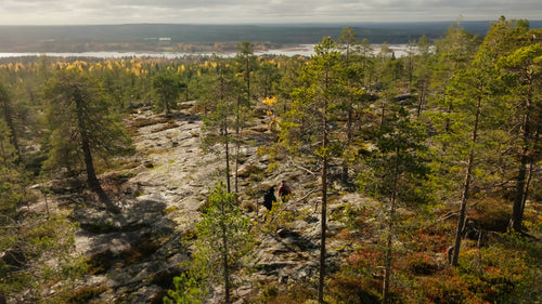 Höstvandring i Luleå, Sverige: Drönarbild av två personer som utforskar skogen