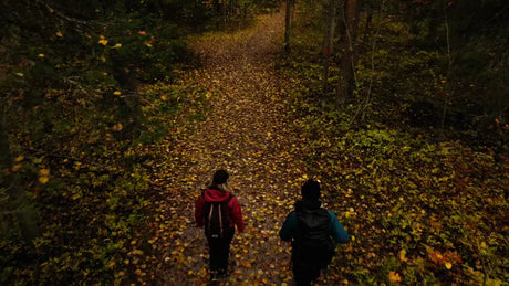 Autumn Forest Walk in Luleå, Sweden: A Serene Drone View