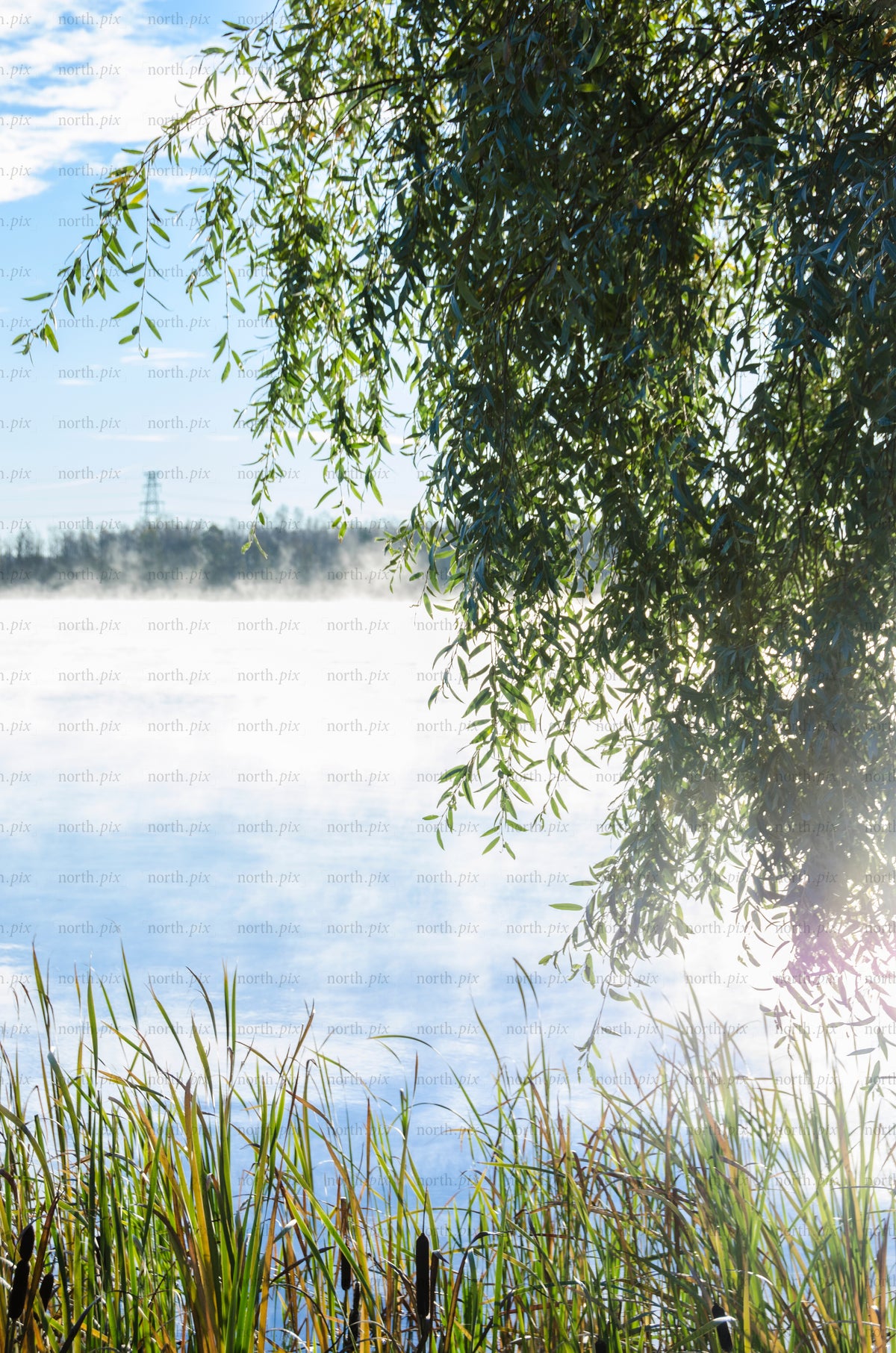 Willow branches over lake with morning mist