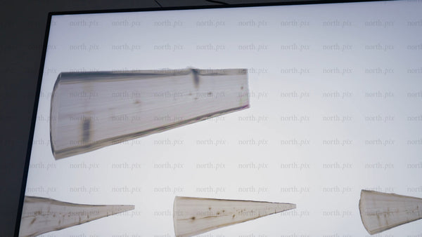 Microscopic view of wood: Annual rings, texture, and natural detail