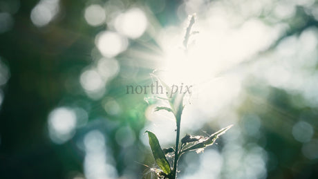 Sunlight Through Forest Leaves: Macro Close-Up of Plant