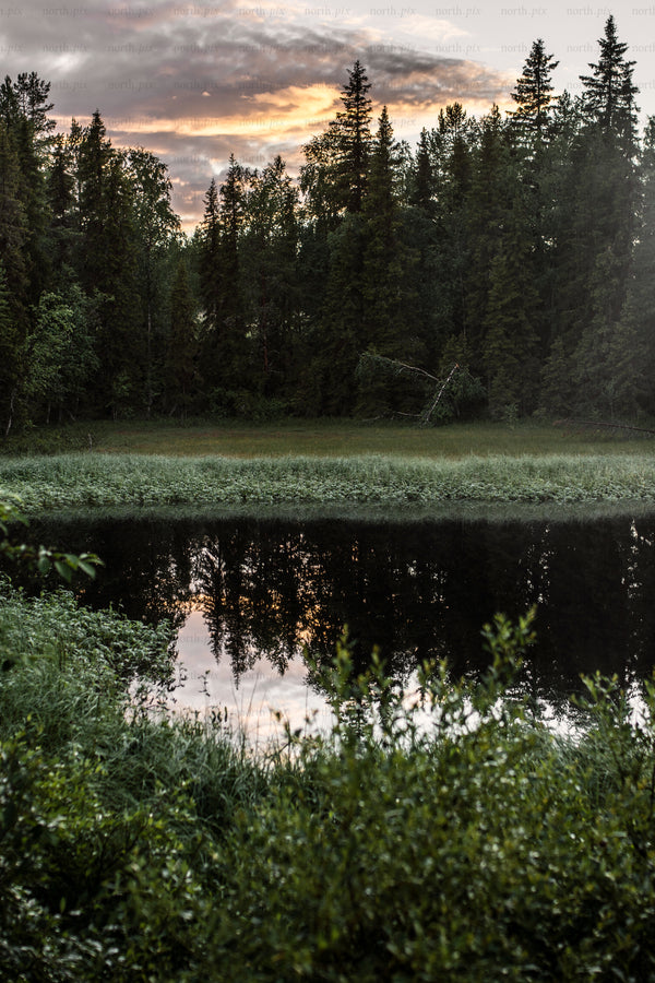 Forest pond at sunset, summer evening