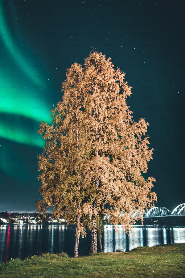 Birch tree by river at night with northern lights