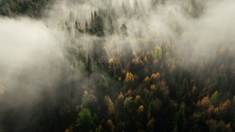 Misty Autumn Forest Aerial View