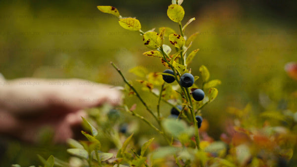 Picking wild blueberries in the Luleå archipelago on a bright summer day