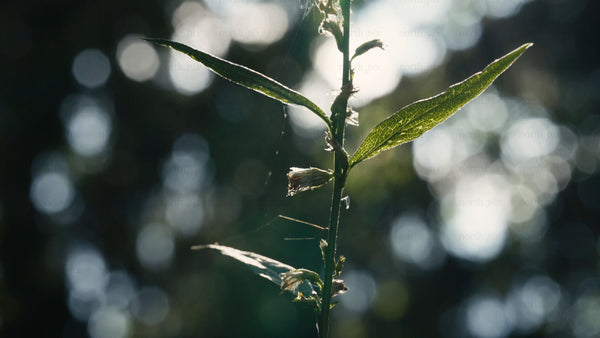 Forest macro: Sunlight shines through leaves on a summer day