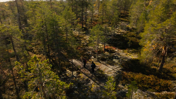 Autumn forest walk: Drone view of two people hiking in Luleå