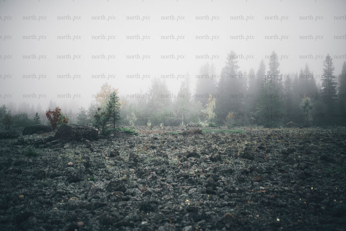 Foggy rocky field with pine forest in autumn morning
