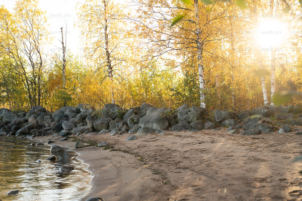 Sandy lakeshore with birch trees at sunset