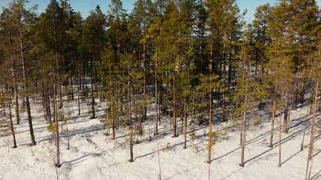 Markbygden Wind Power: Aerial View of Winter Forest and Turbines in Sweden