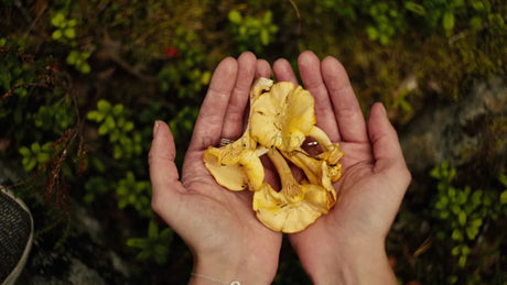 Fresh Chanterelle Mushrooms Held in Hands: Summer Foraging in Luleå Archipelago, Sweden
