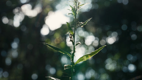 Macro Forest Plant Backlit by Sun Through Trees With Bokeh