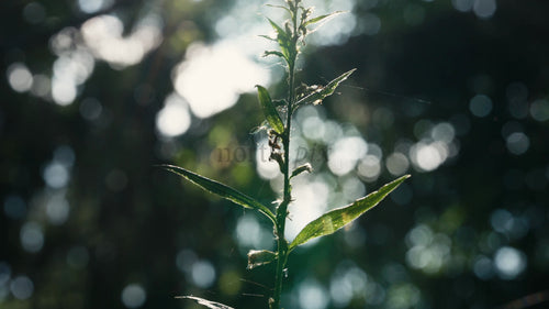 Makroskogsväxt bakgrundsbelyst av solen genom träd med Bokeh