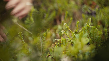 Picking Lingonberries in the Luleå Archipelago on a Bright Summer Day