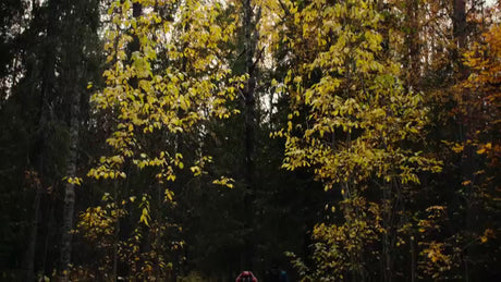 Autumn Hike in Luleå, Sweden: Two Hikers on a Forest Path