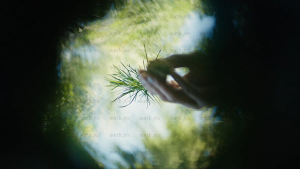 Macro rotating shot of pine tree branch in dark forest, soft focus nature background video