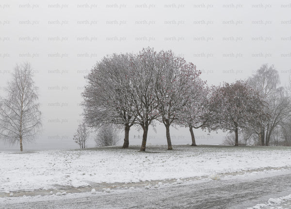 Group of trees on a snowy lakeshore in winter morning