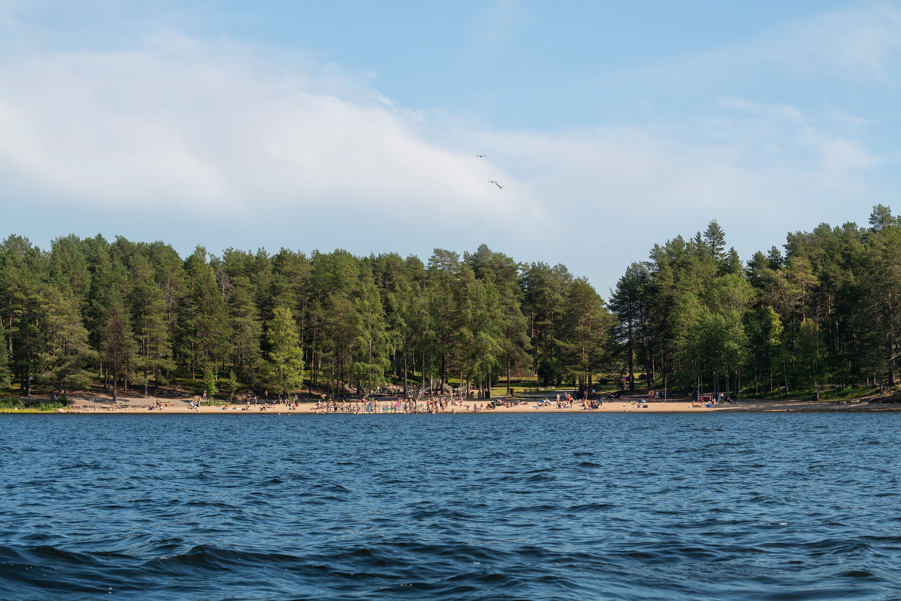 People on a lakeshore with pine forest, summer afternoon