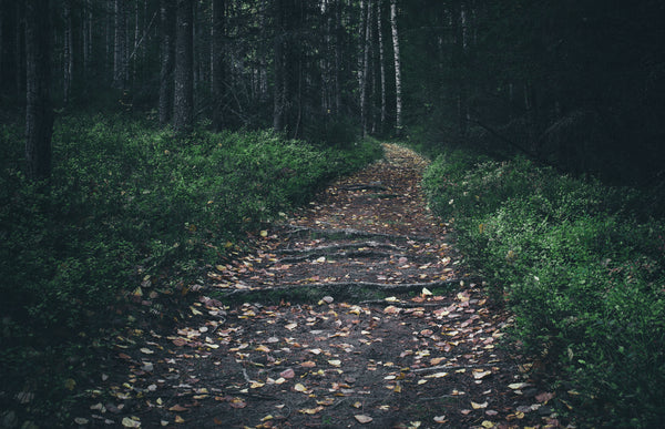 Forest path with fallen leaves and exposed roots