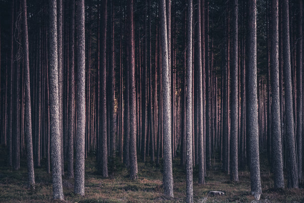Pine forest with tall straight trunks in evening light