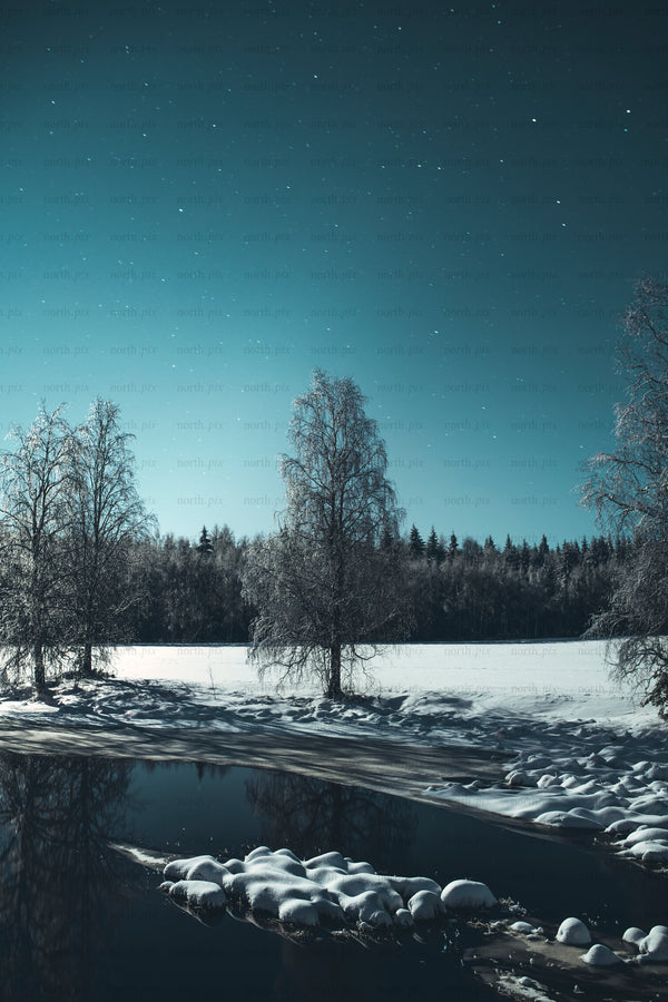 Birch trees by frozen lake under starry night sky