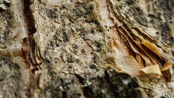 Macro close-up of tree bark: Slow left pan in a summer forest