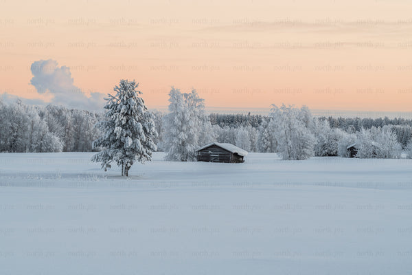 Snow-covered cabin and trees at sunrise in winter