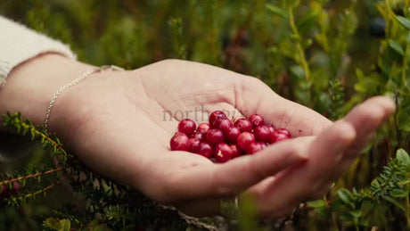 Picking Lingonberries in the Luleå Archipelago on a Bright Summer Day