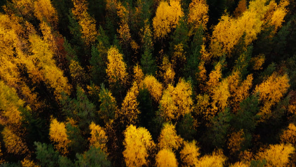Autumn forest in Luleå: Aerial drone view of Bälingeberget