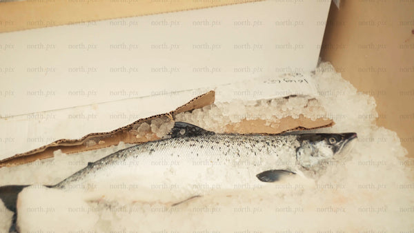 Fresh salmon on ice: Seafood delivery and culinary delights