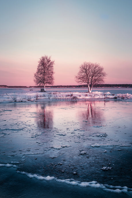 Pink Winter Sunset Over Frozen Lake With Two Bare Trees and Reflective Ice