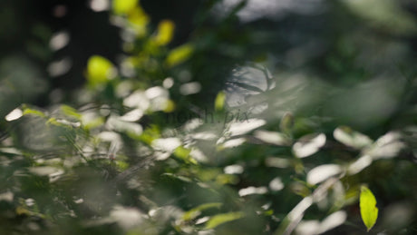 Sunlight Filtering Through Green Leaves in a Lush Forest