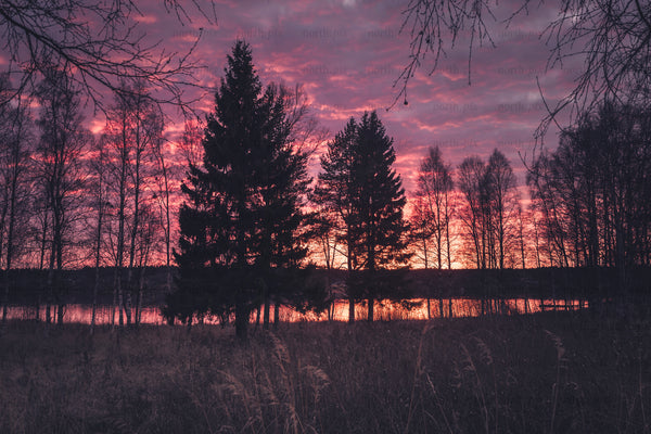 Pine and birch silhouettes at lakeside sunset